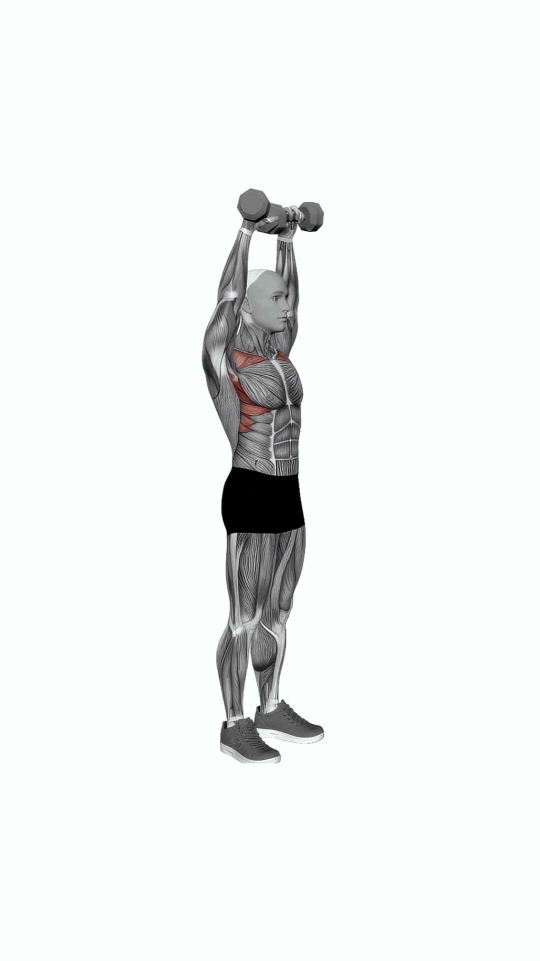 Dumbbell Standing Front Raise Above Head