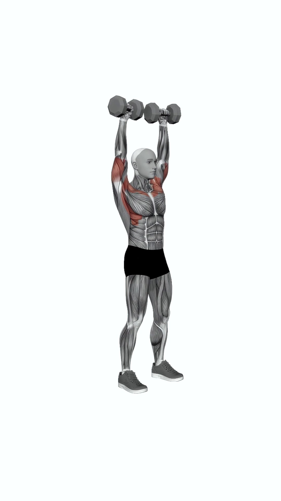 Dumbbell Standing Overhead Press