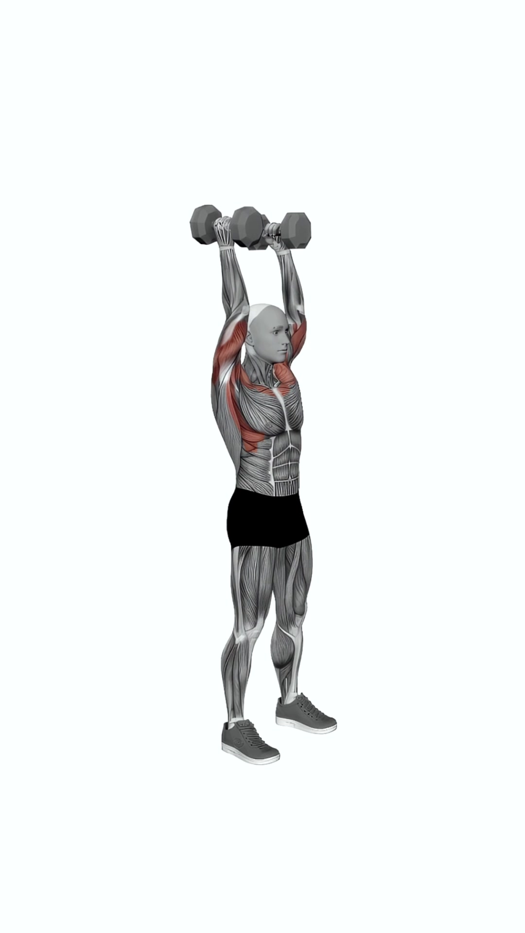 Dumbbell Standing Palms In Press