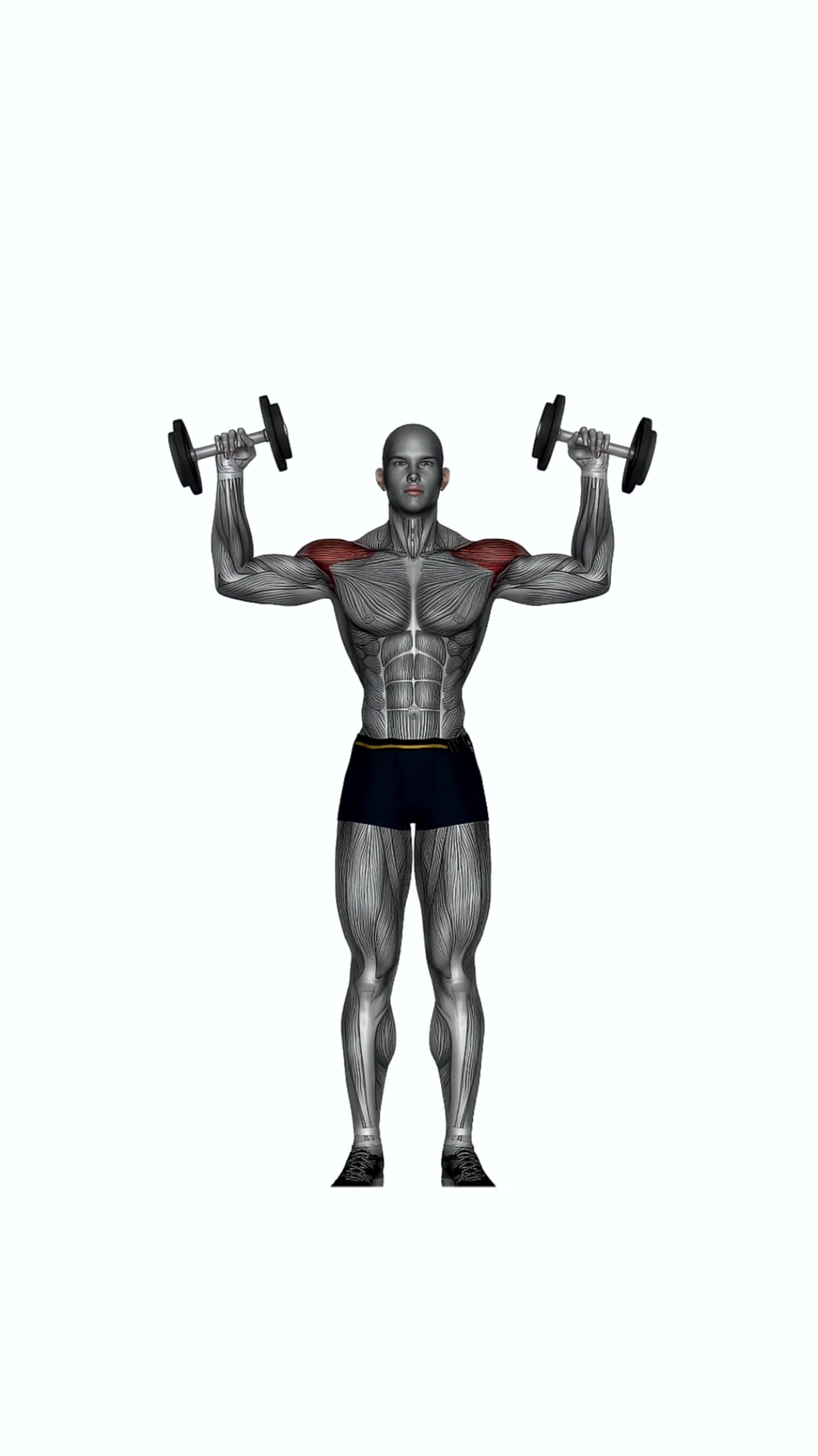 Dumbbell W Press