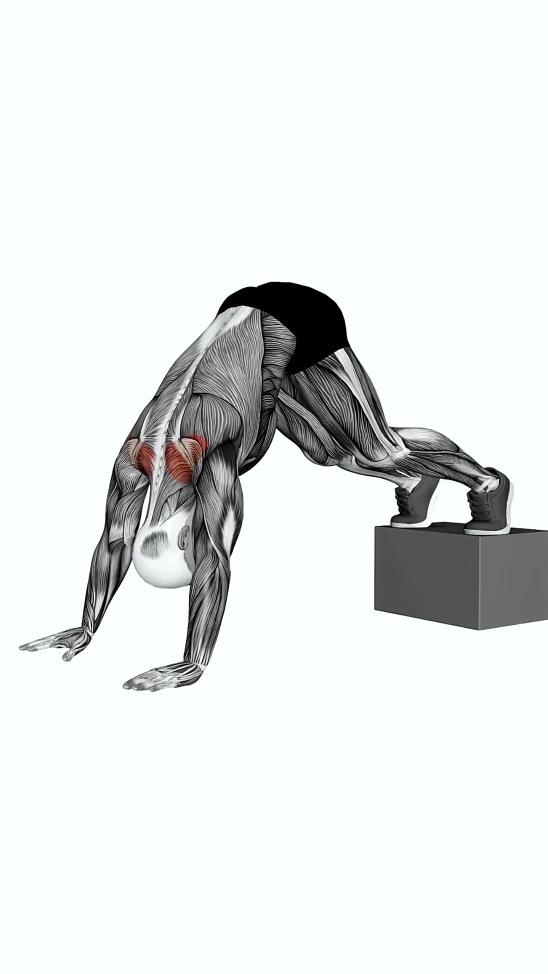 Elevated Pike Shoulder Shrug