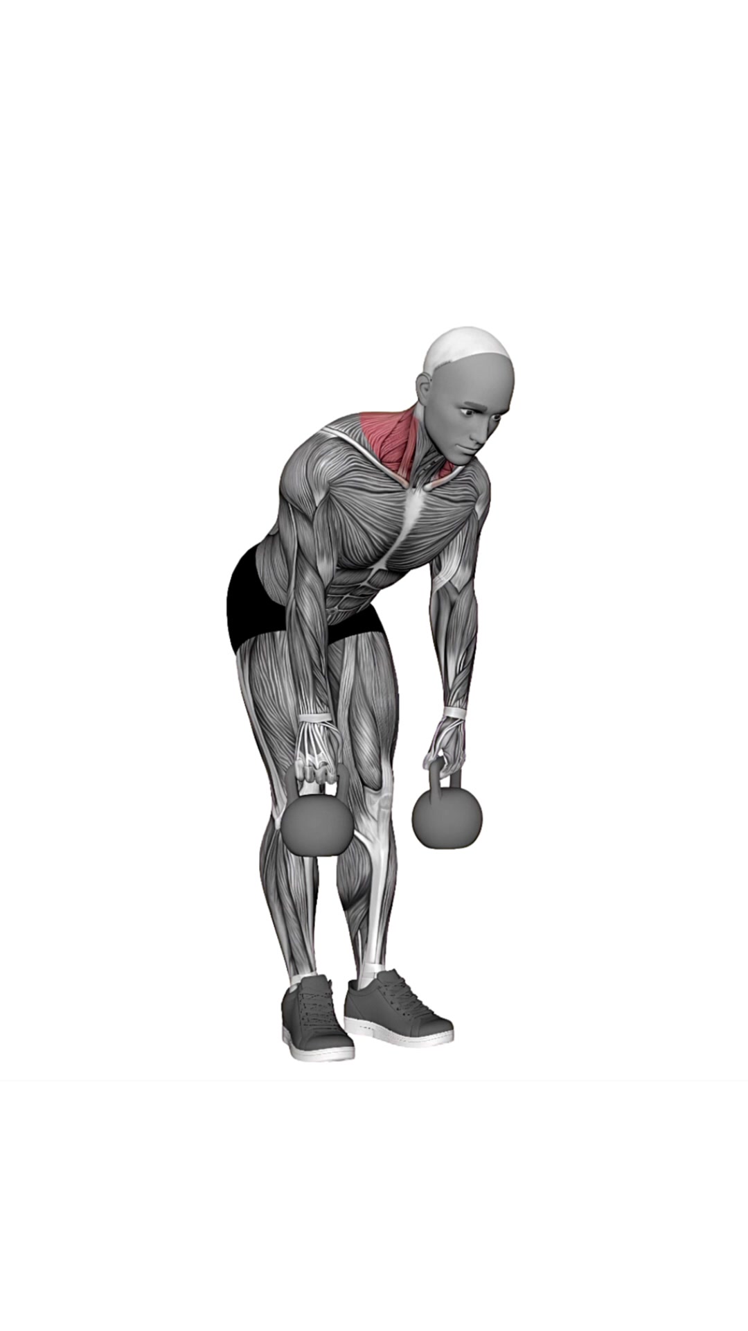Kettlebell Silverback Shrug
