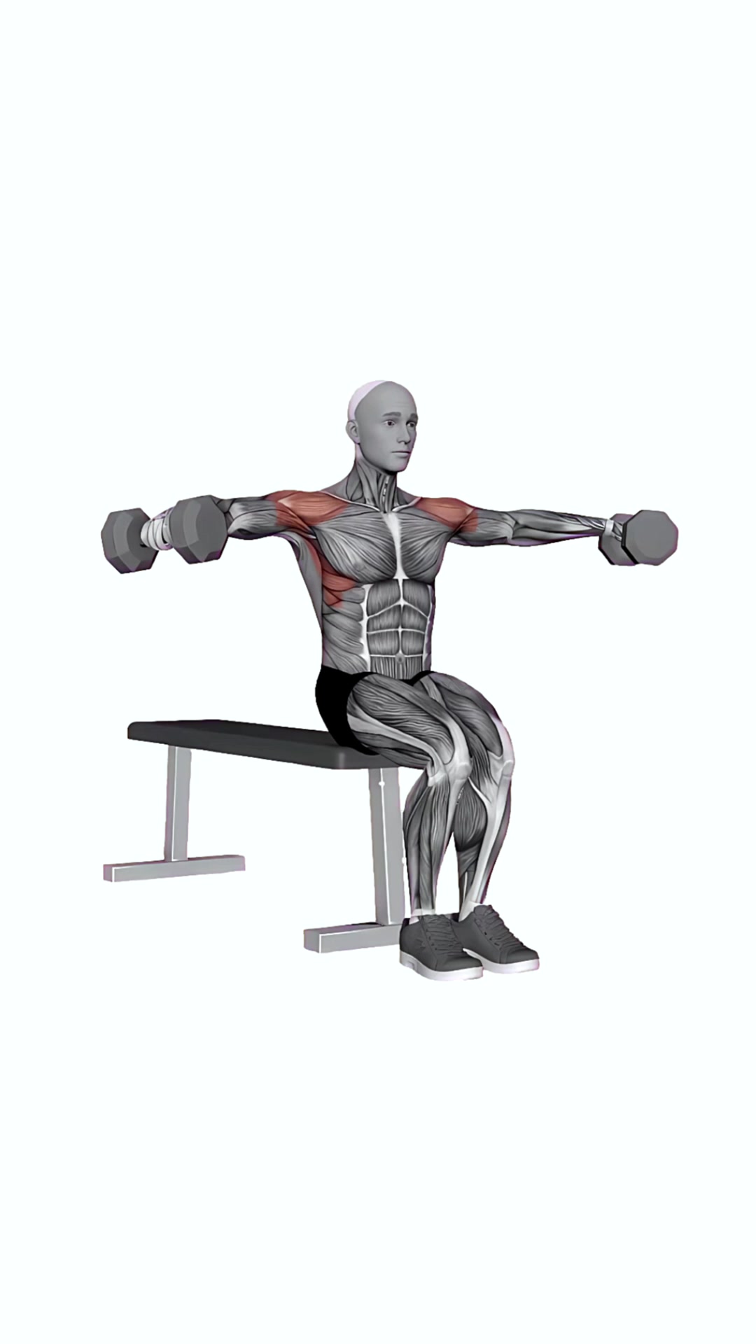 Lateral Raises Dumbbell Seated With Swing