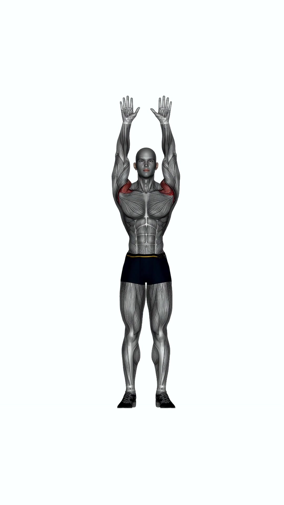 Military Press Bodyweight