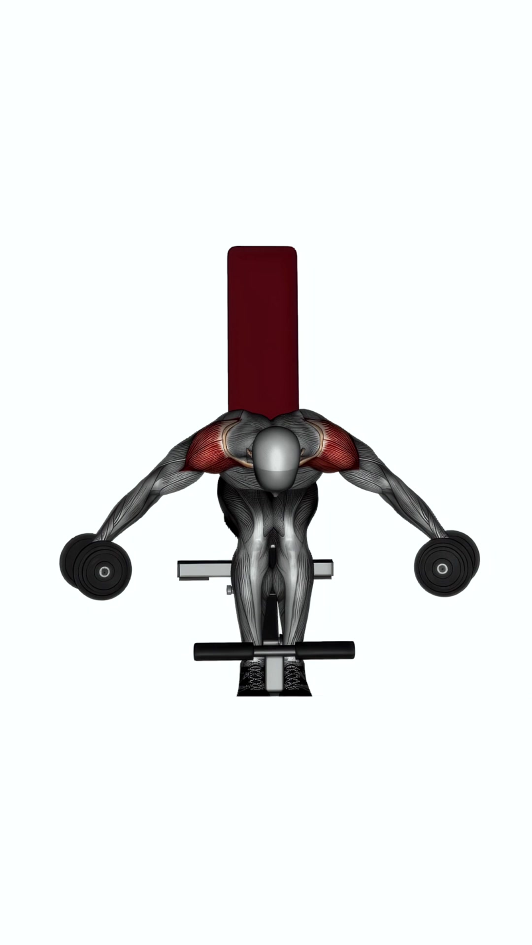 Seated Dumbbell Rear Delt Fly