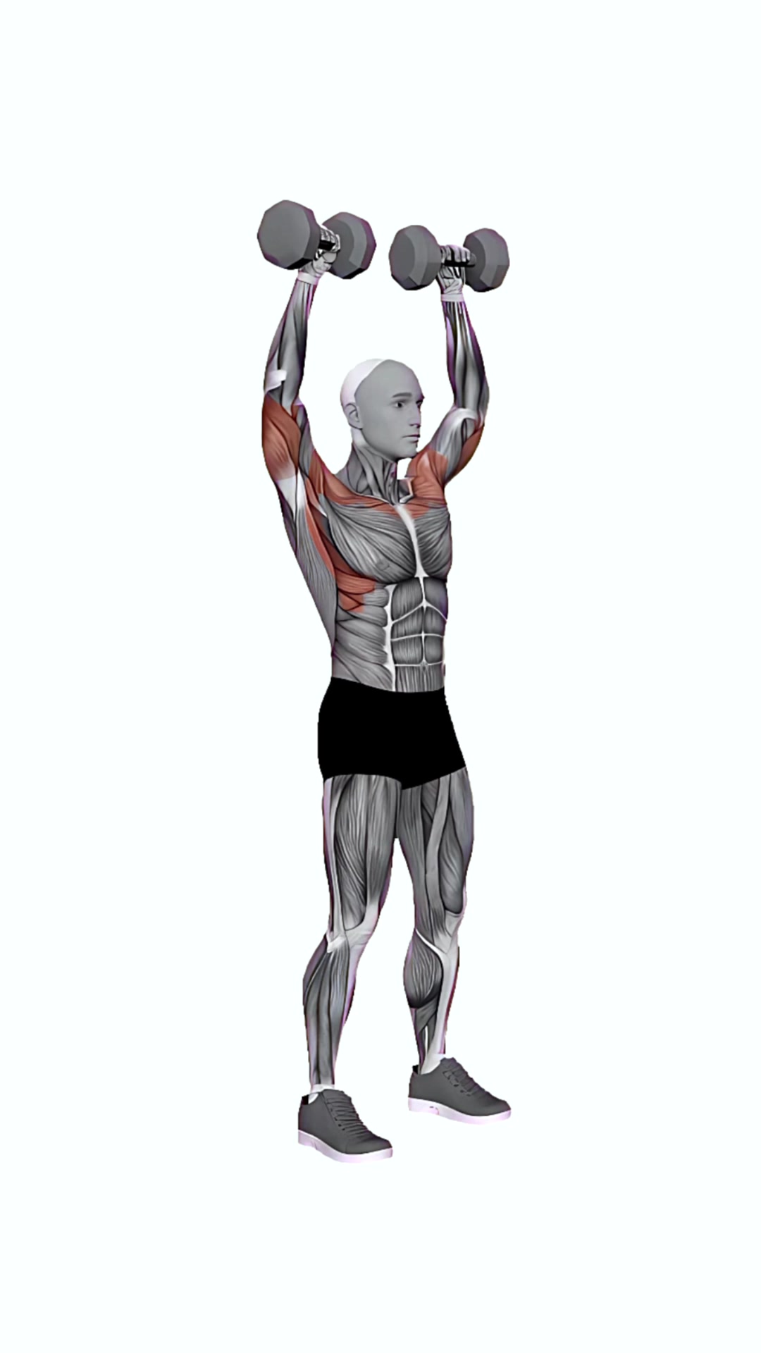 Standing Shoulder Press Dumbbell