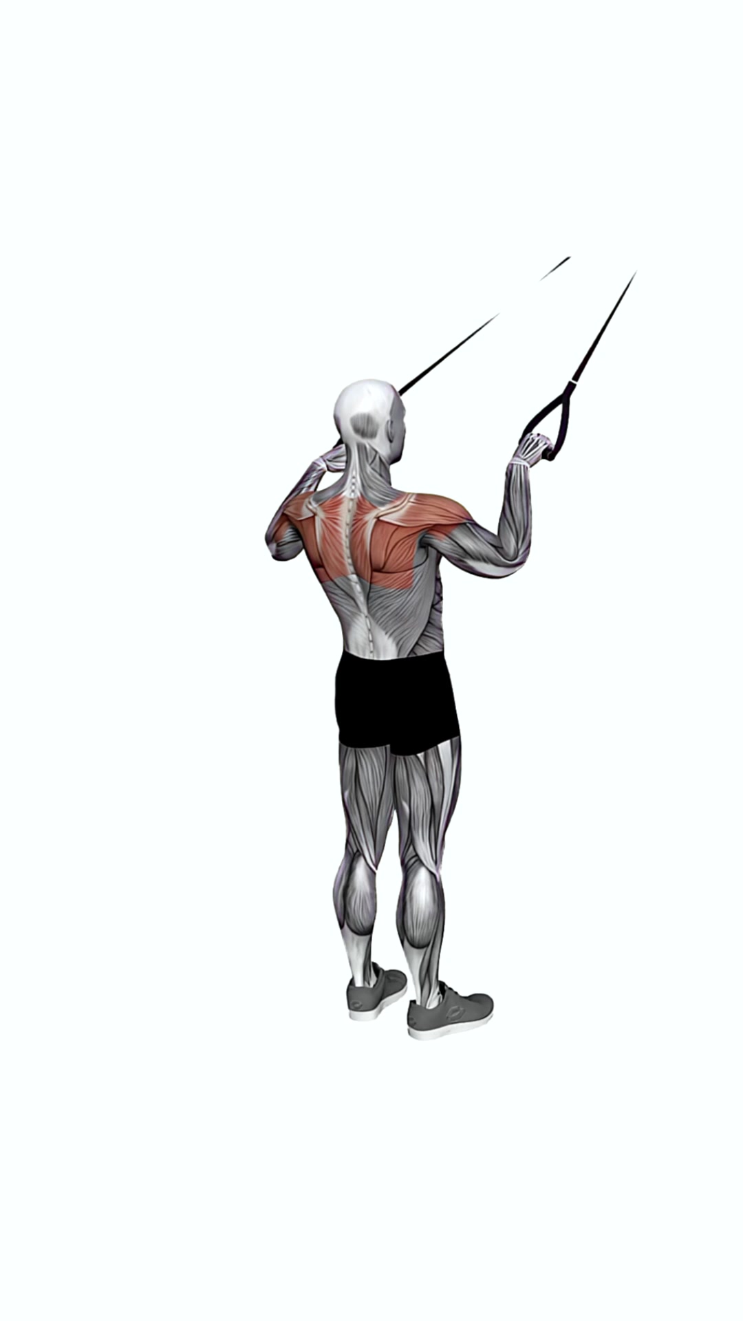 Suspension Trainer With Grips Face Pull
