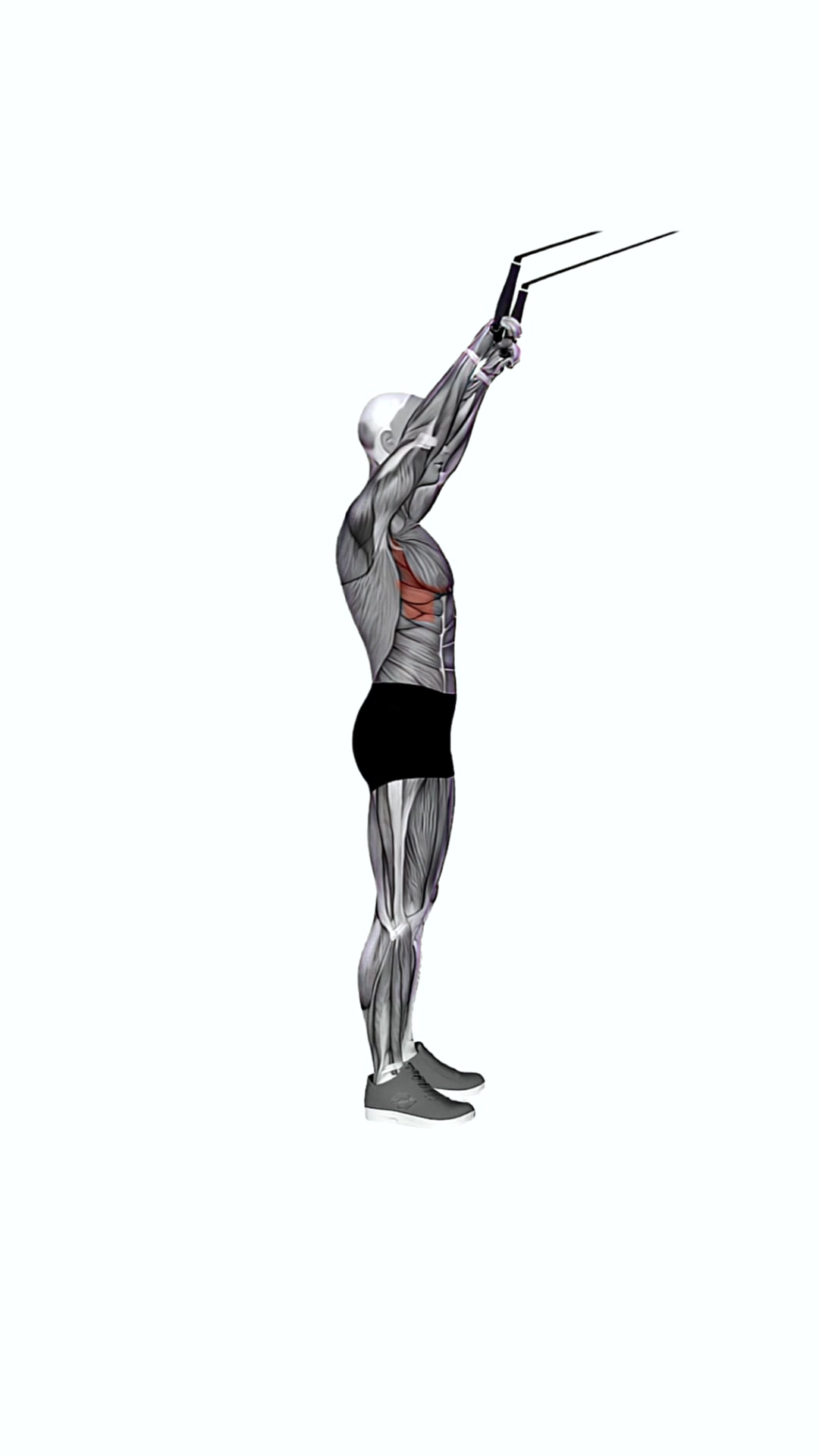 Suspension Trainer With Grips Front Raise