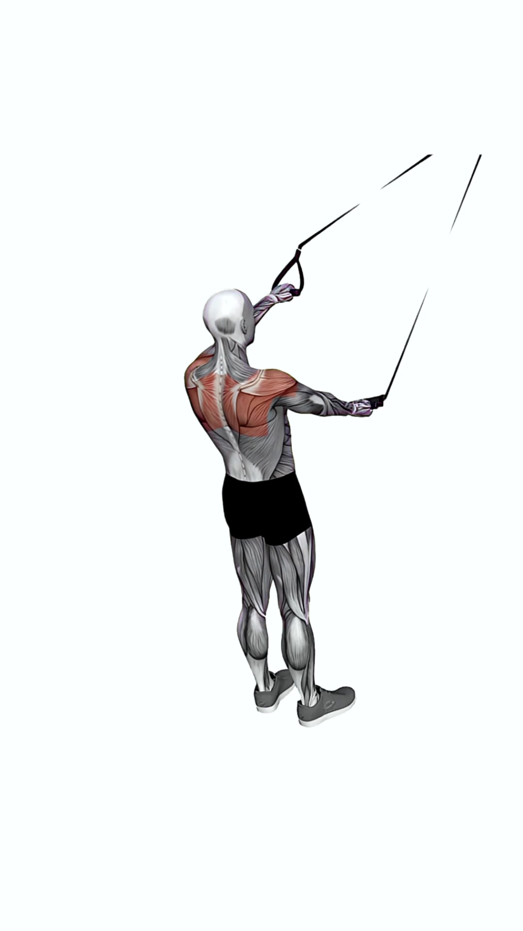 Suspension Trainer With Grips Split Fly