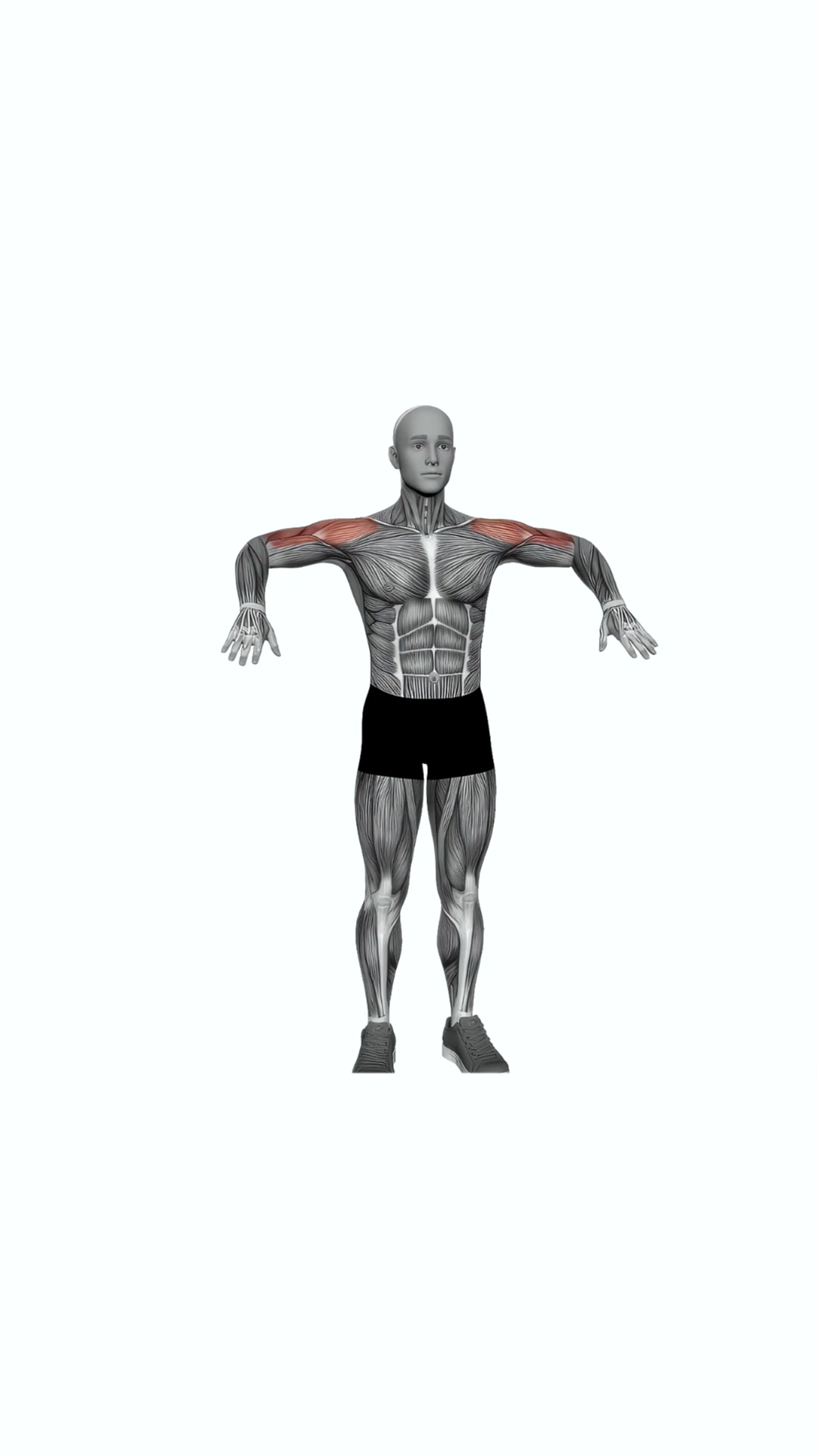 Upward Rotation Bent Arms