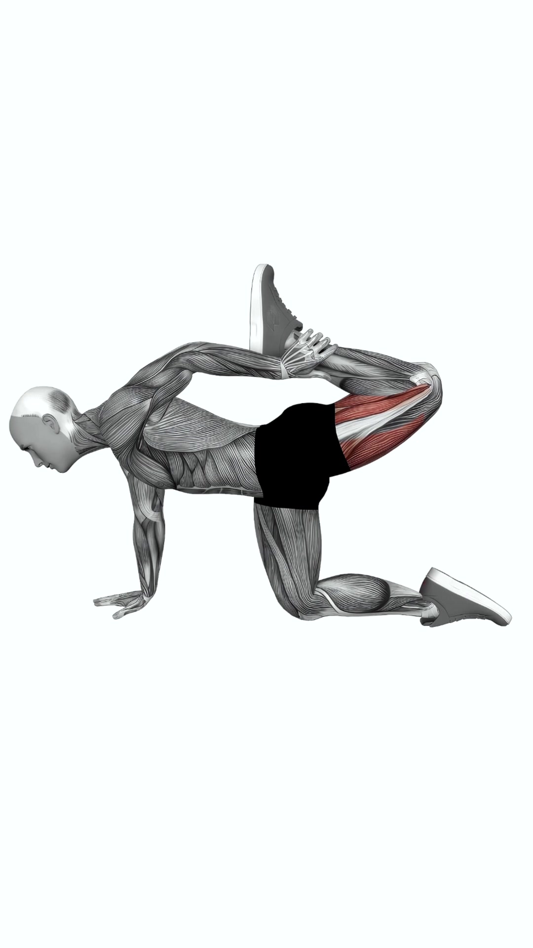 All Fours Quad Stretch