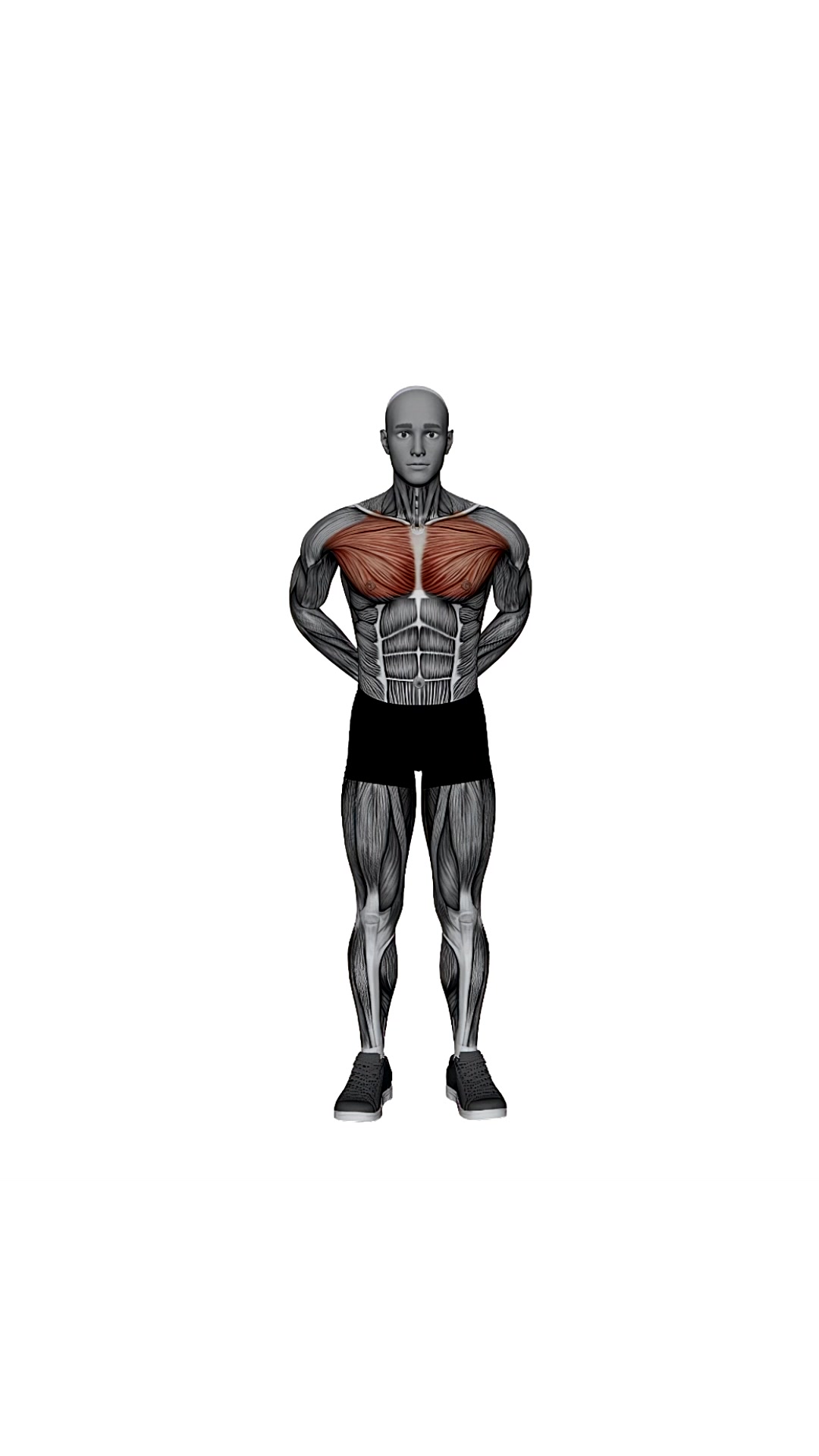 Arms Behind Back Chest Stretch