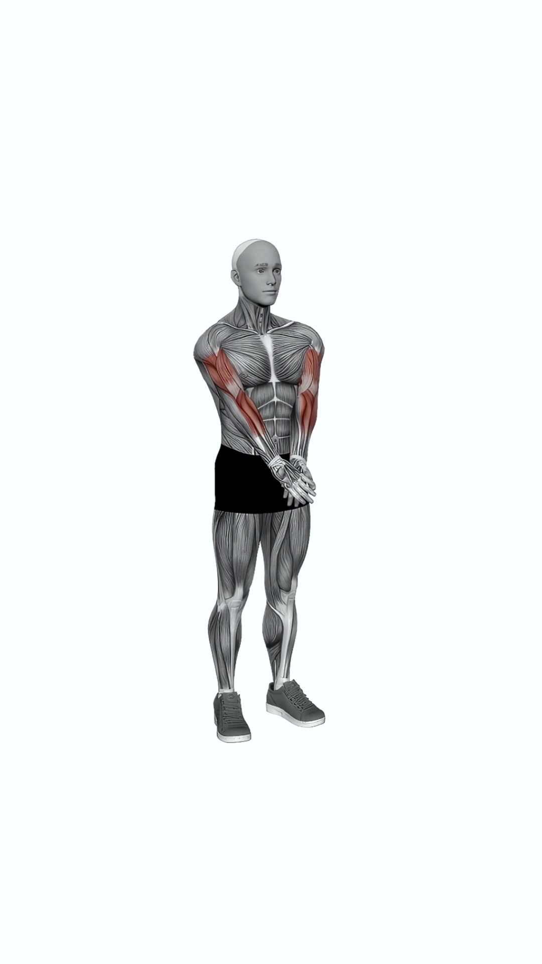 Elbow Extension And Supination Pronation Forearm Stretch