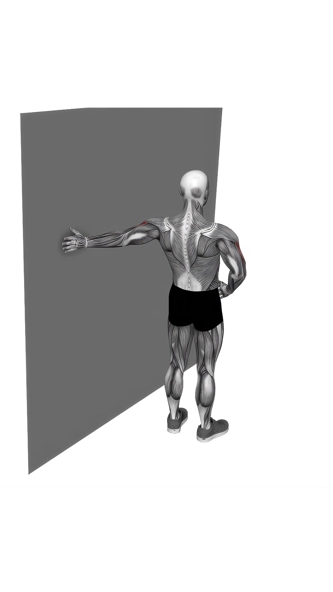 Elbow Flexor Stretch