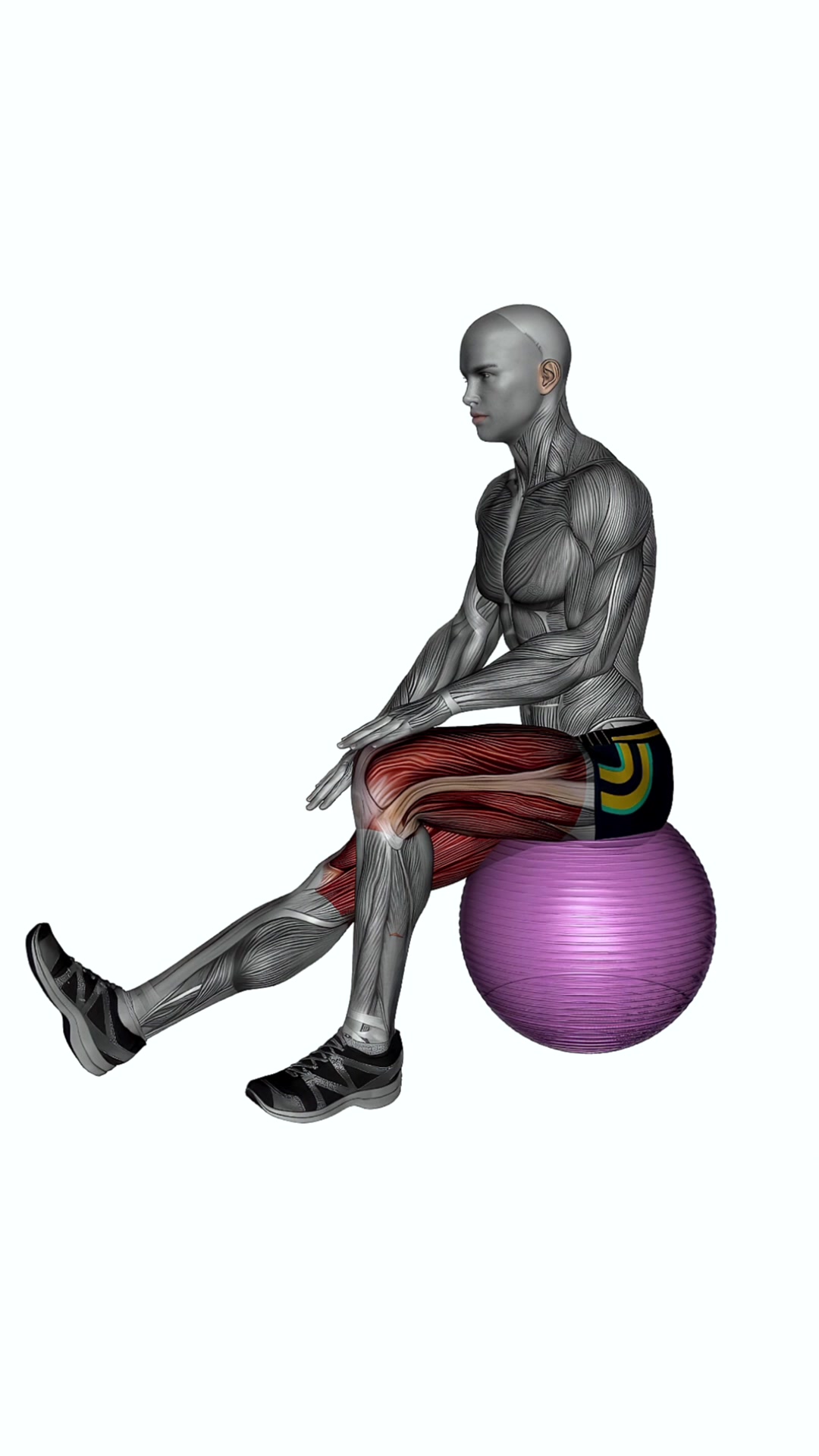 Exercise Ball Seated Hamstring Stretch