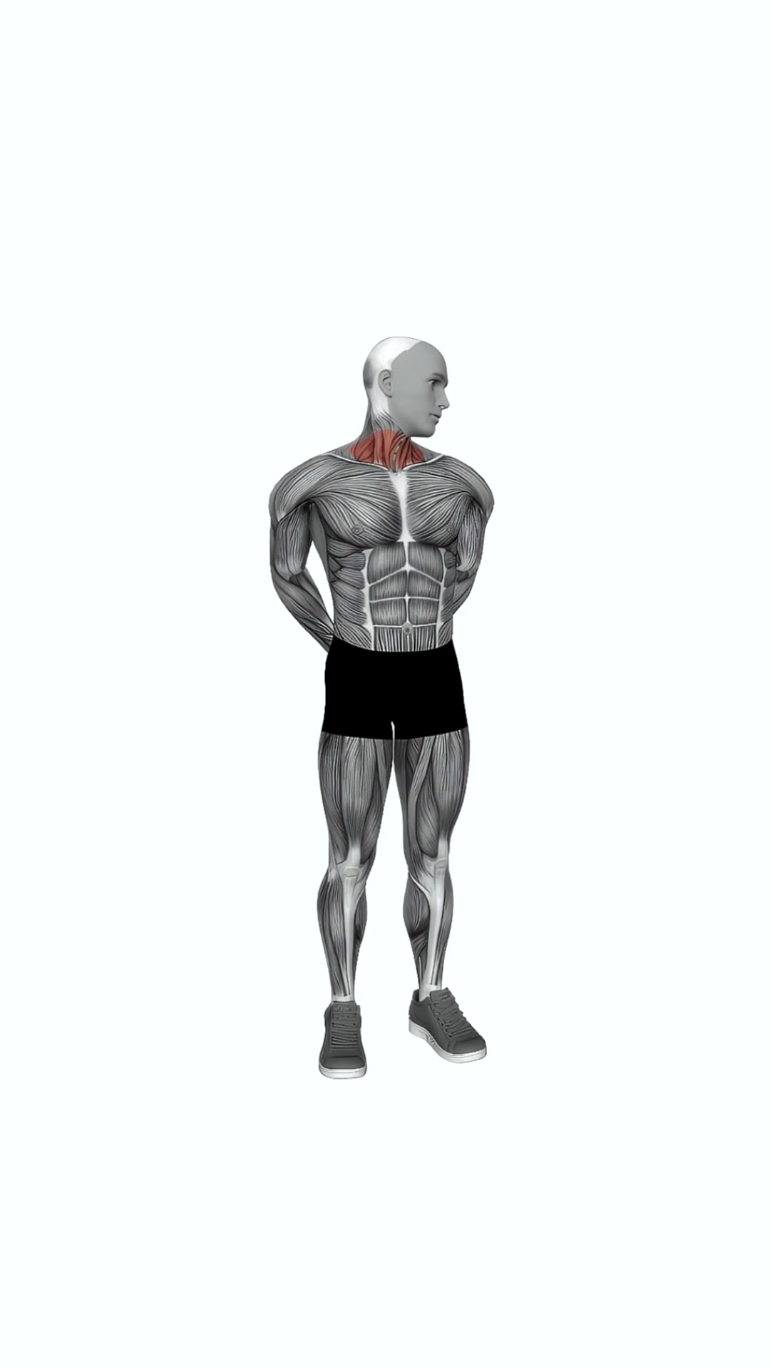 Extension And Inclination Neck Stretch
