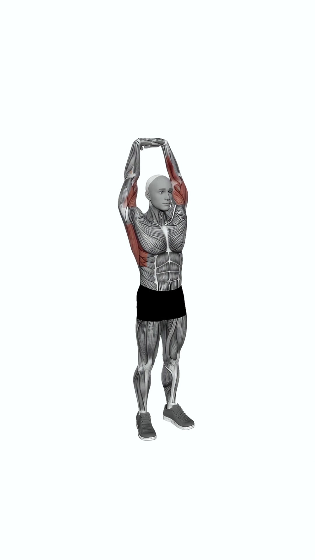 Extension Of Arms In Vertical Stretch