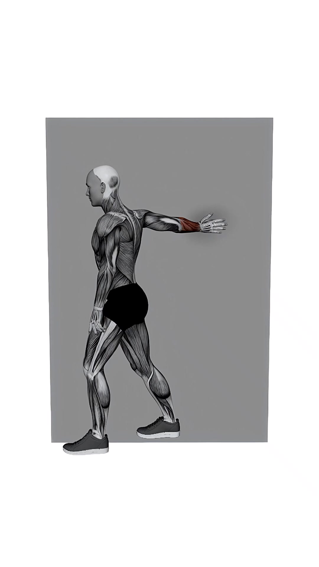 Forearms Stretch On Wall