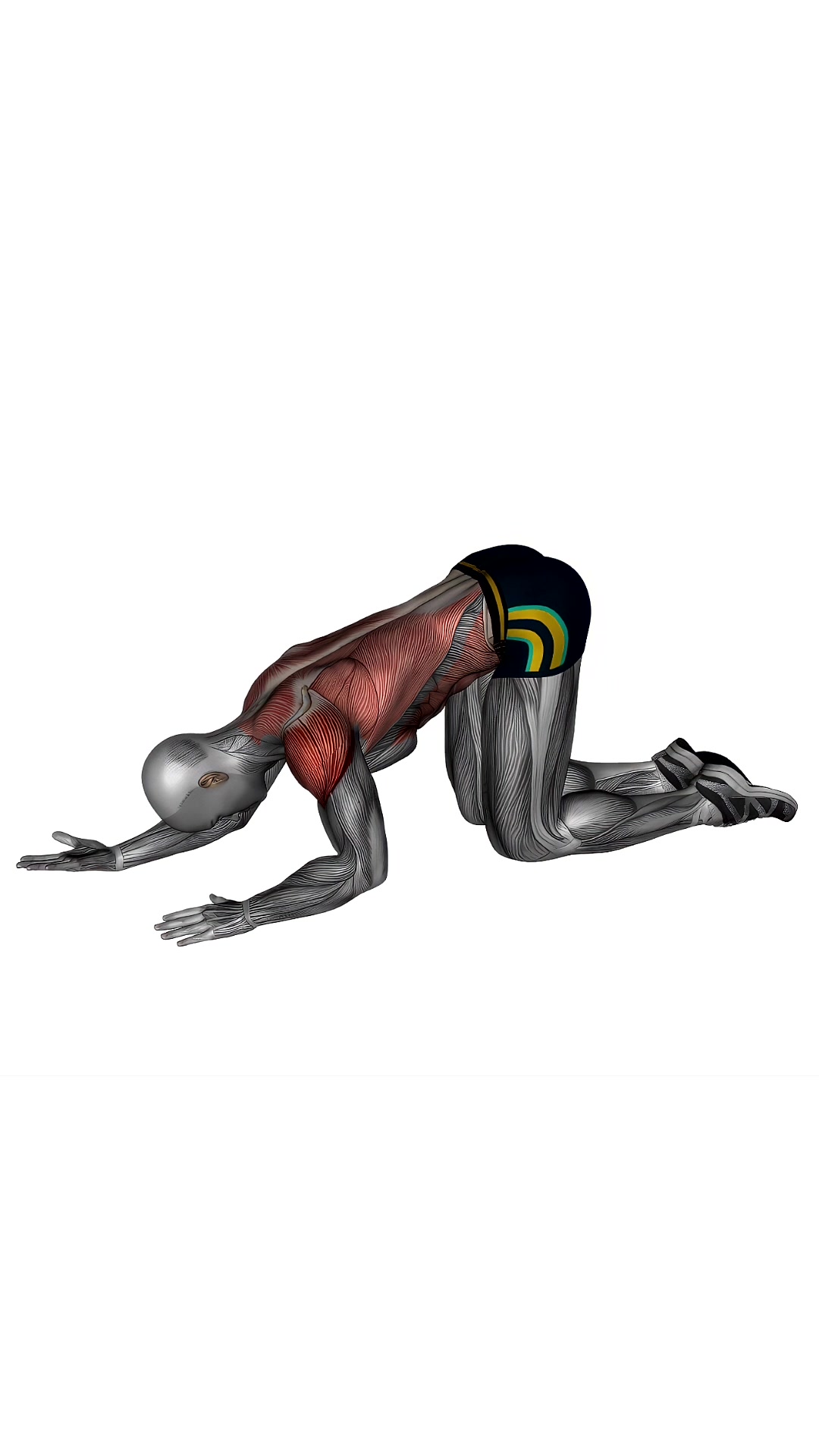 Kneeling Lat Floor Stretch