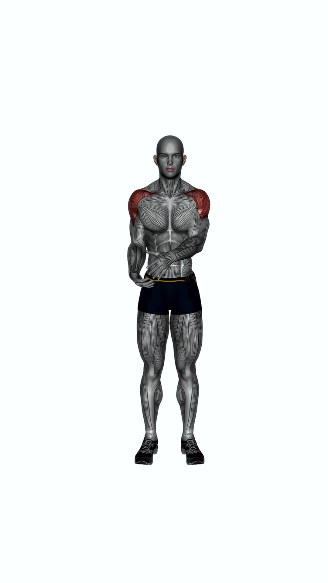 Rear Deltoid Stretch