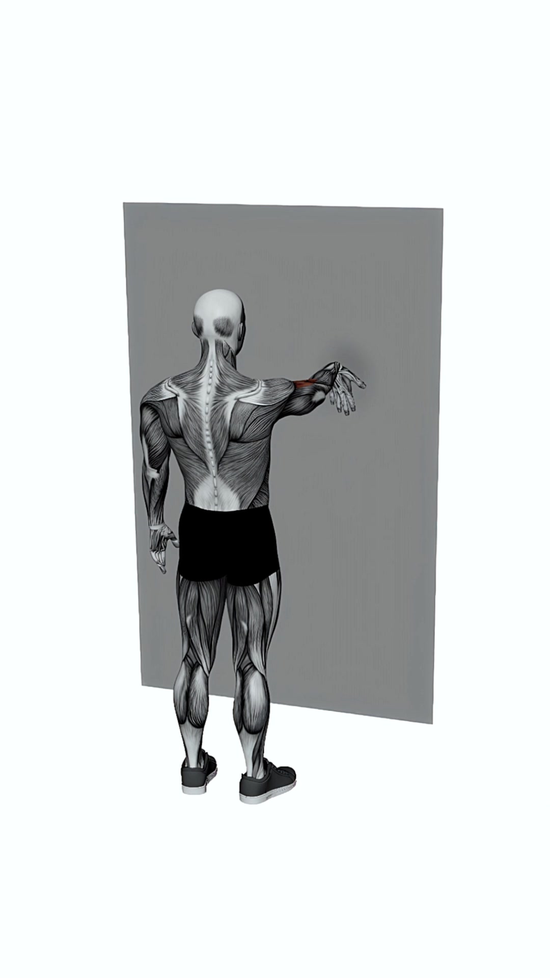 Single Arm Palm Down On Wall Biceps Stretch