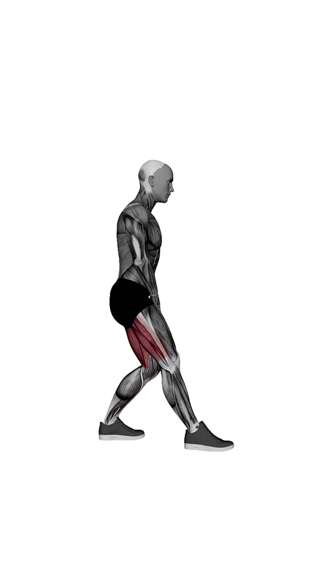 Standing Straight-leg Hamstring Stretch