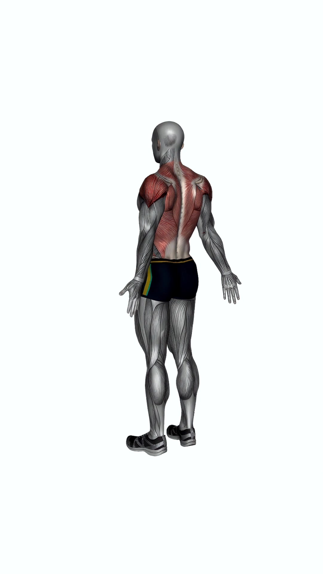 Upper Back Stretch