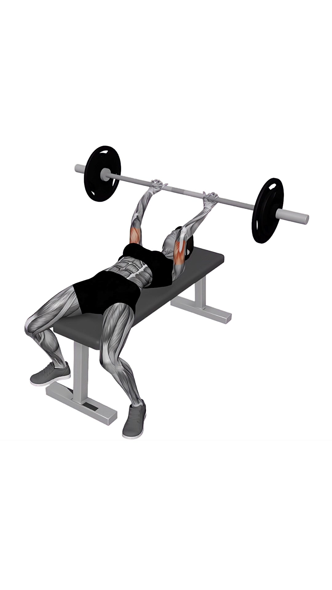 Barbell Lying Triceps Skull Crusher