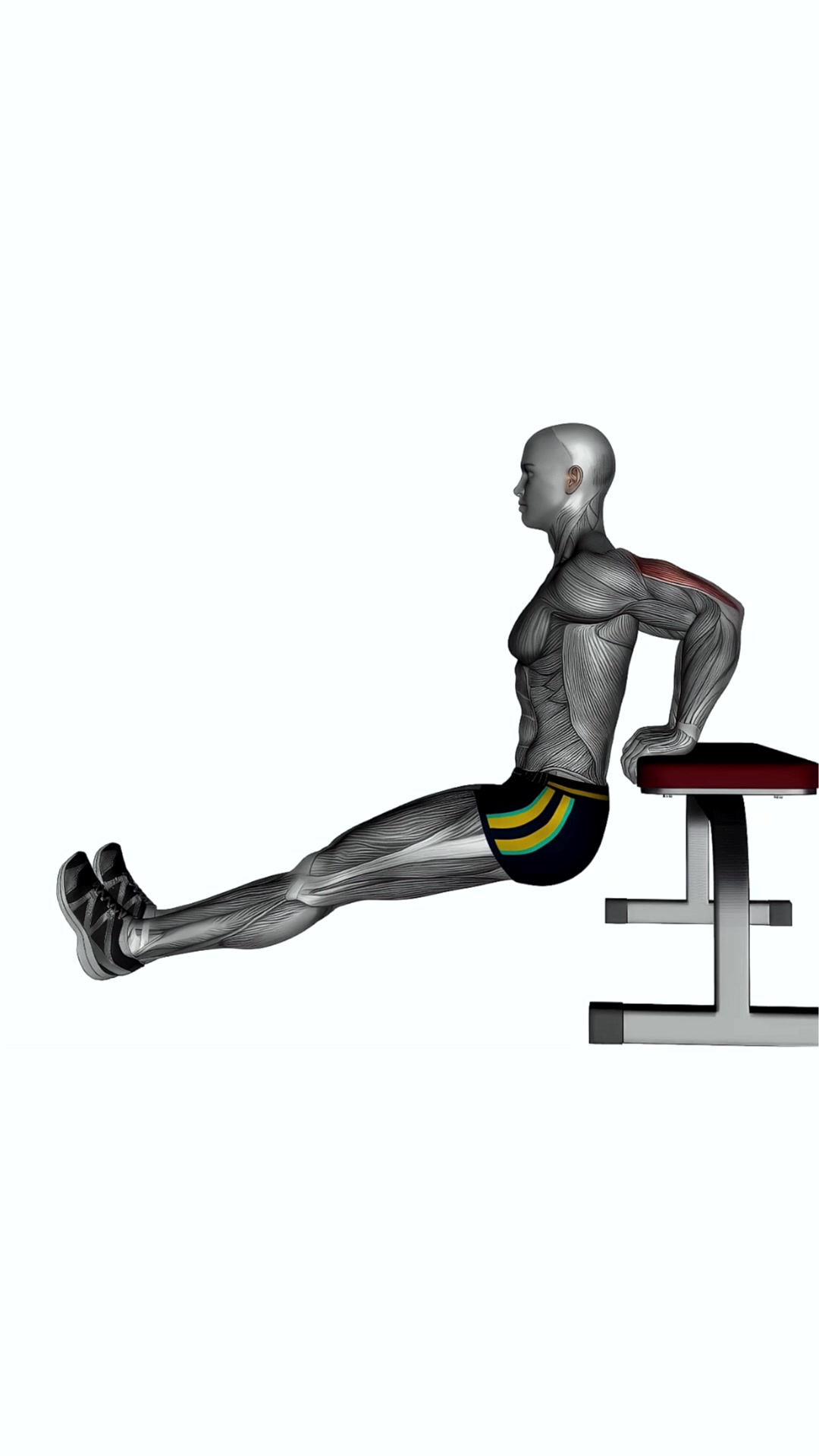 Bench Triceps Dip Straight Legs