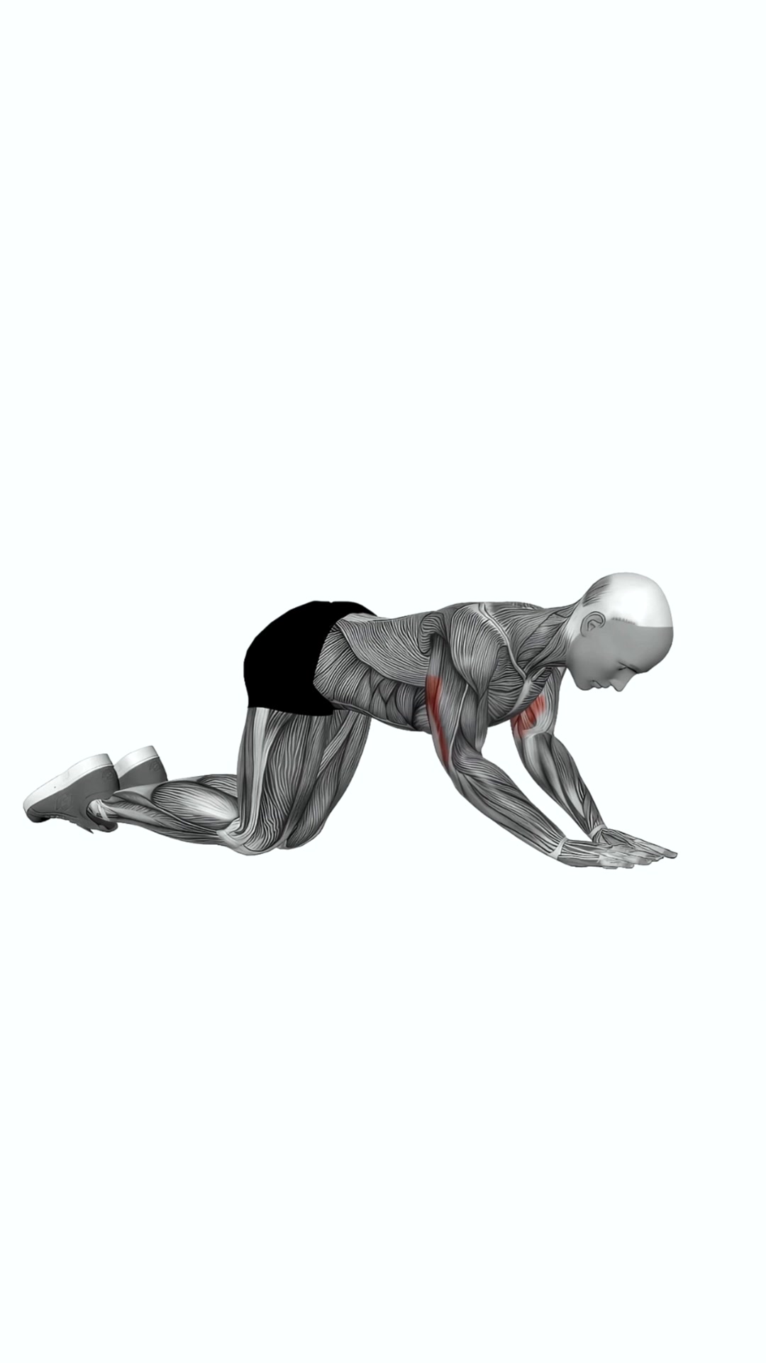 Bodyweight Kneeling Triceps Extension