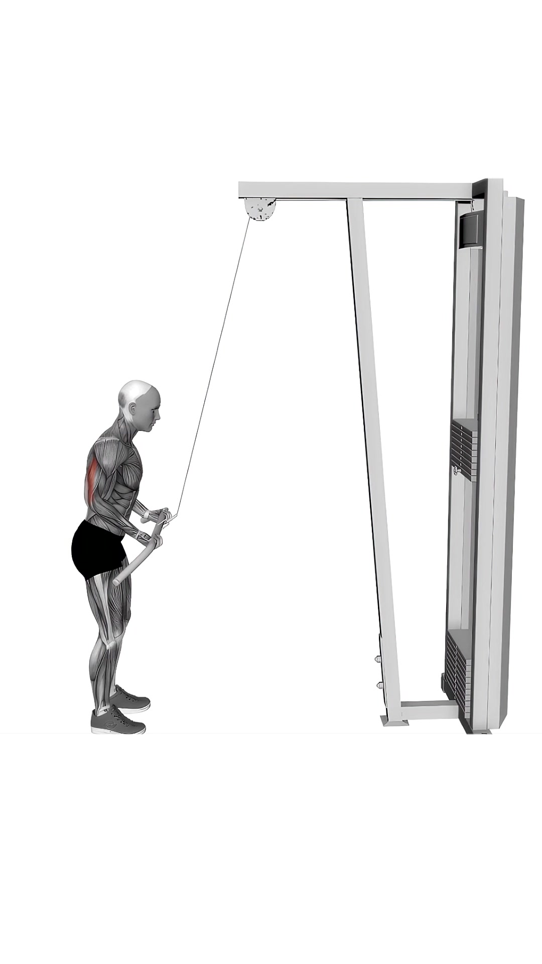 Cable Reverse Grip Pushdown