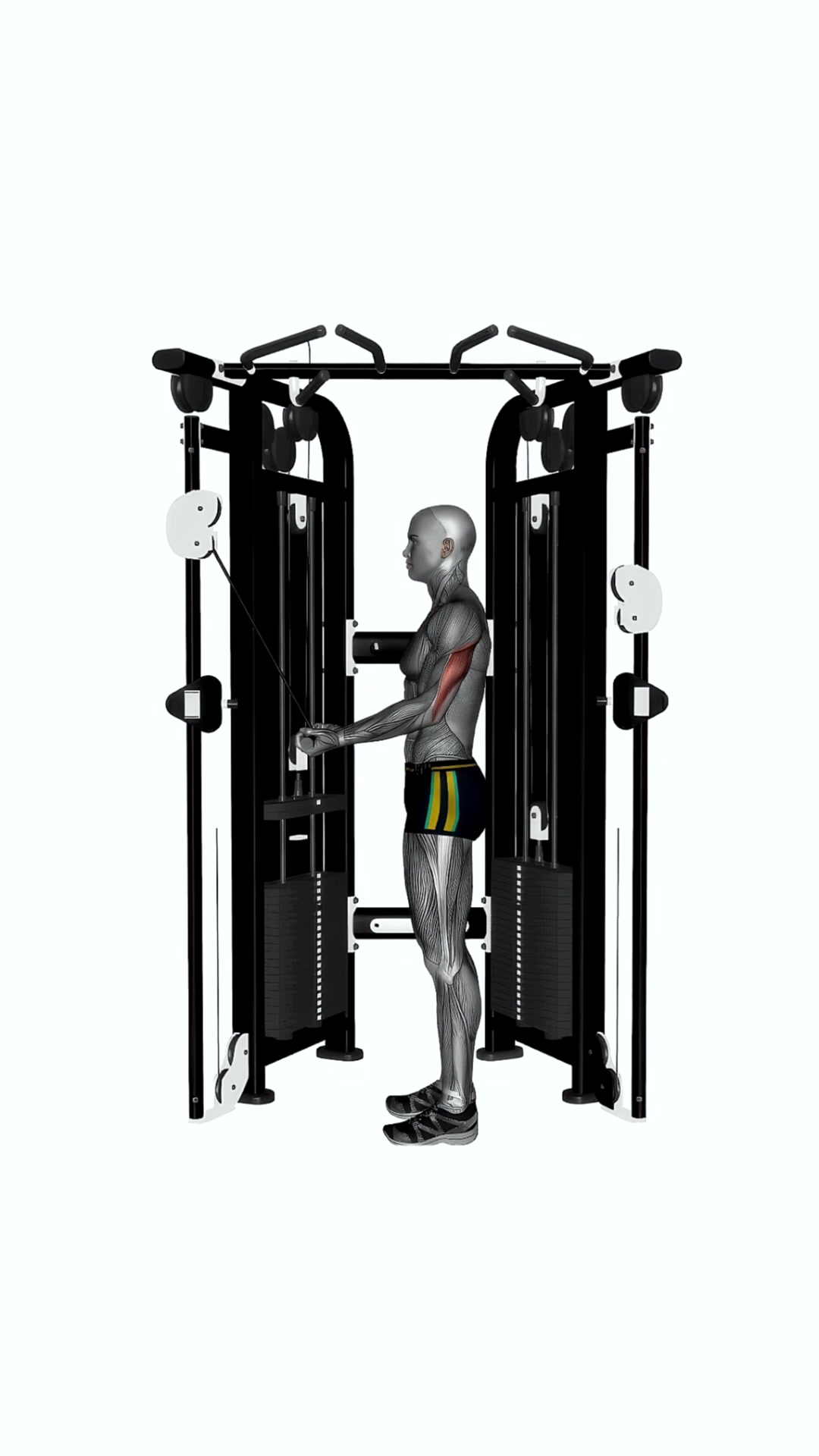 Cable Reverse Grip Triceps Push Down Straight Bar On Crossover