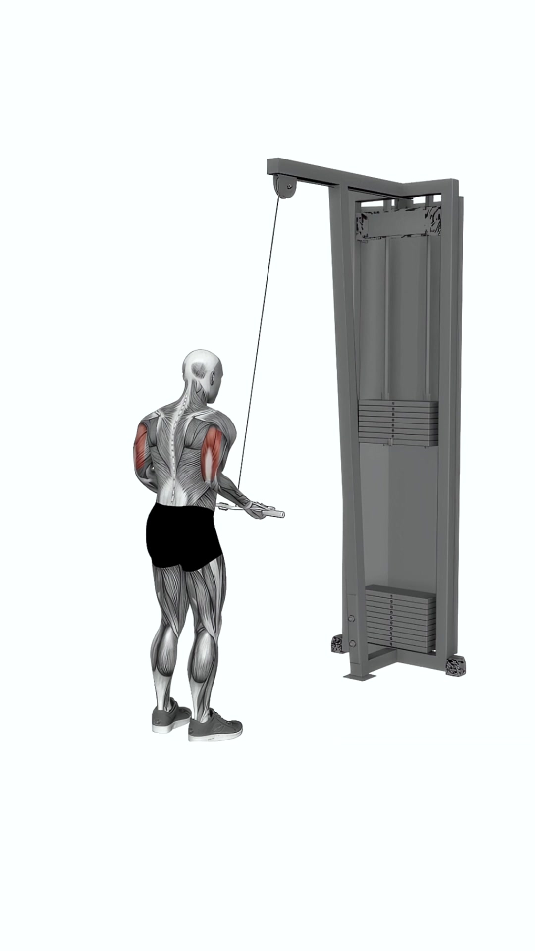 Cable Reverse Grip Triceps Pushdown (ez-bar)