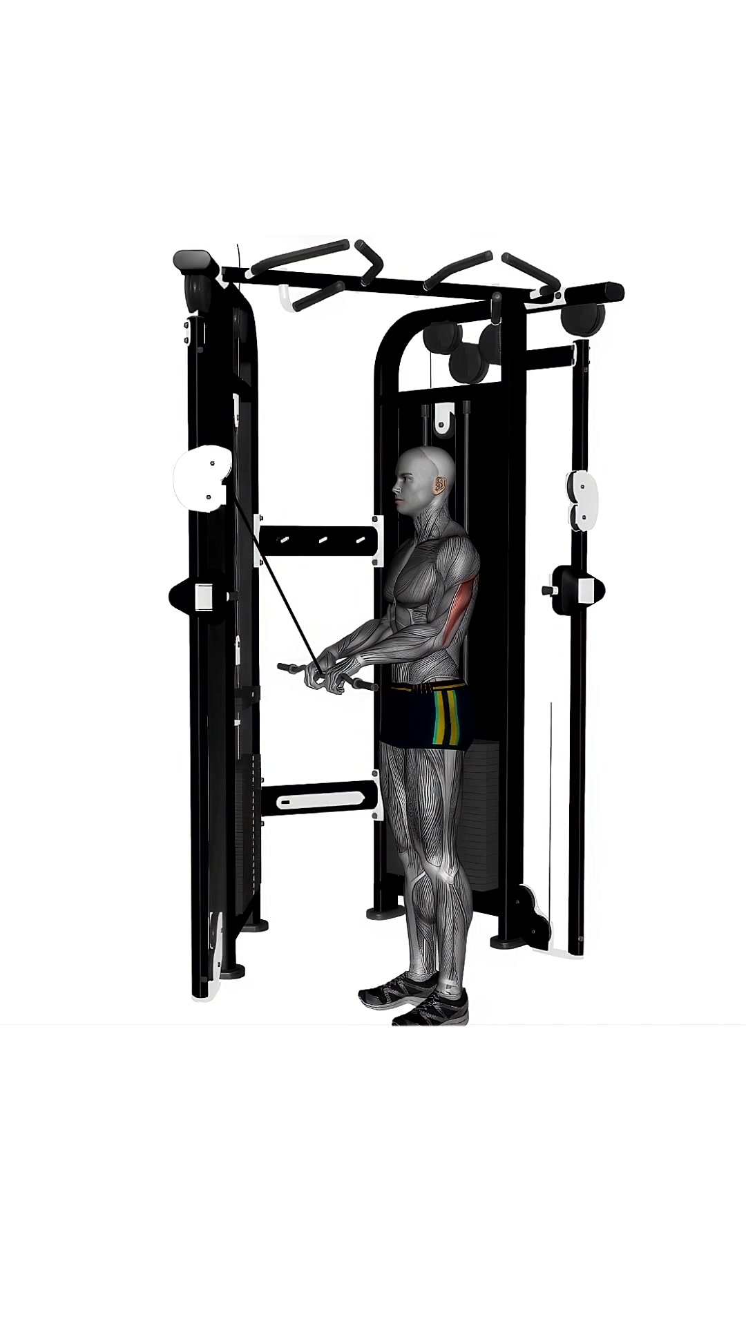 Cable Triceps Push Down Ez Bar Close Grip