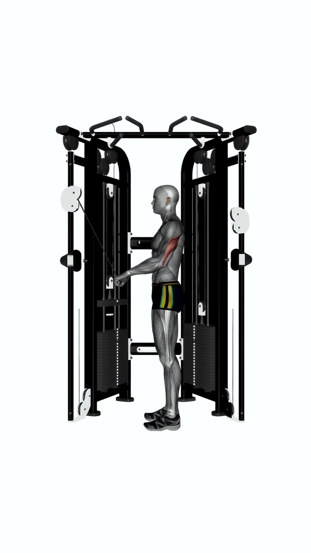 Cable Triceps Push Down Ez Bar