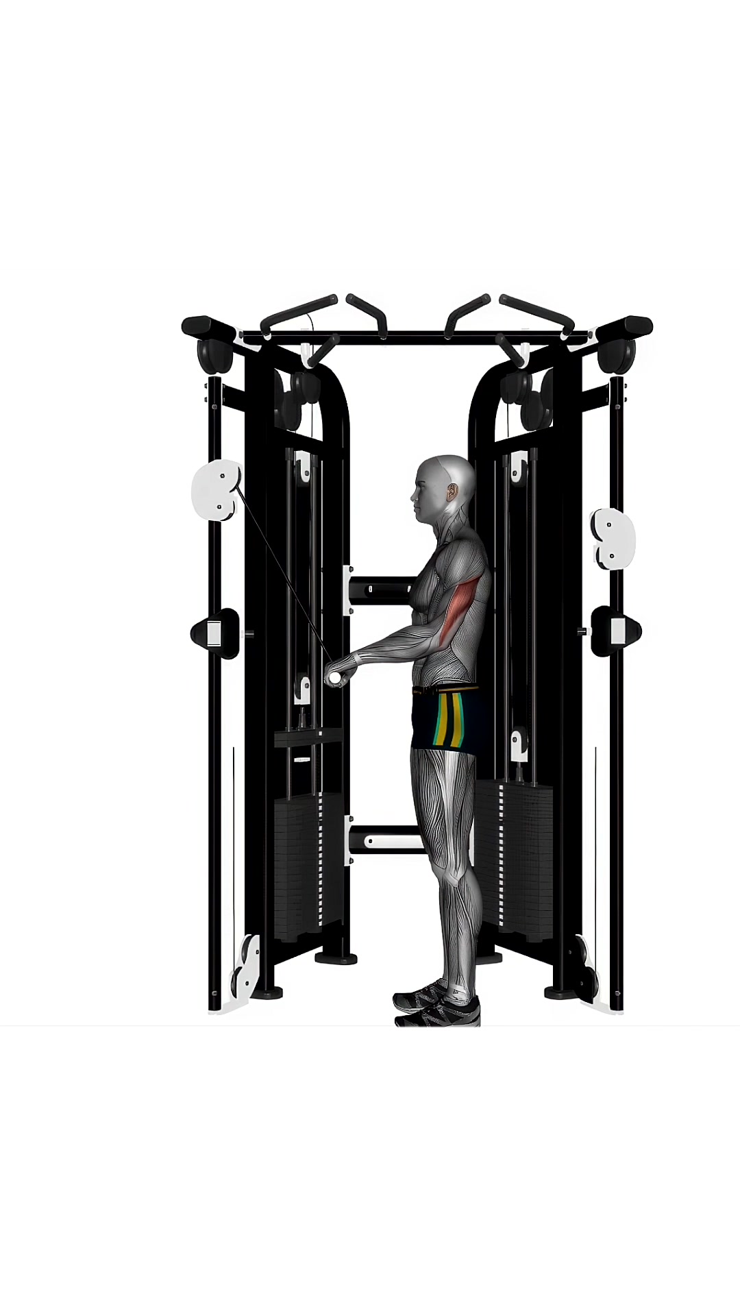 Cable Triceps Push Down Straight Bar