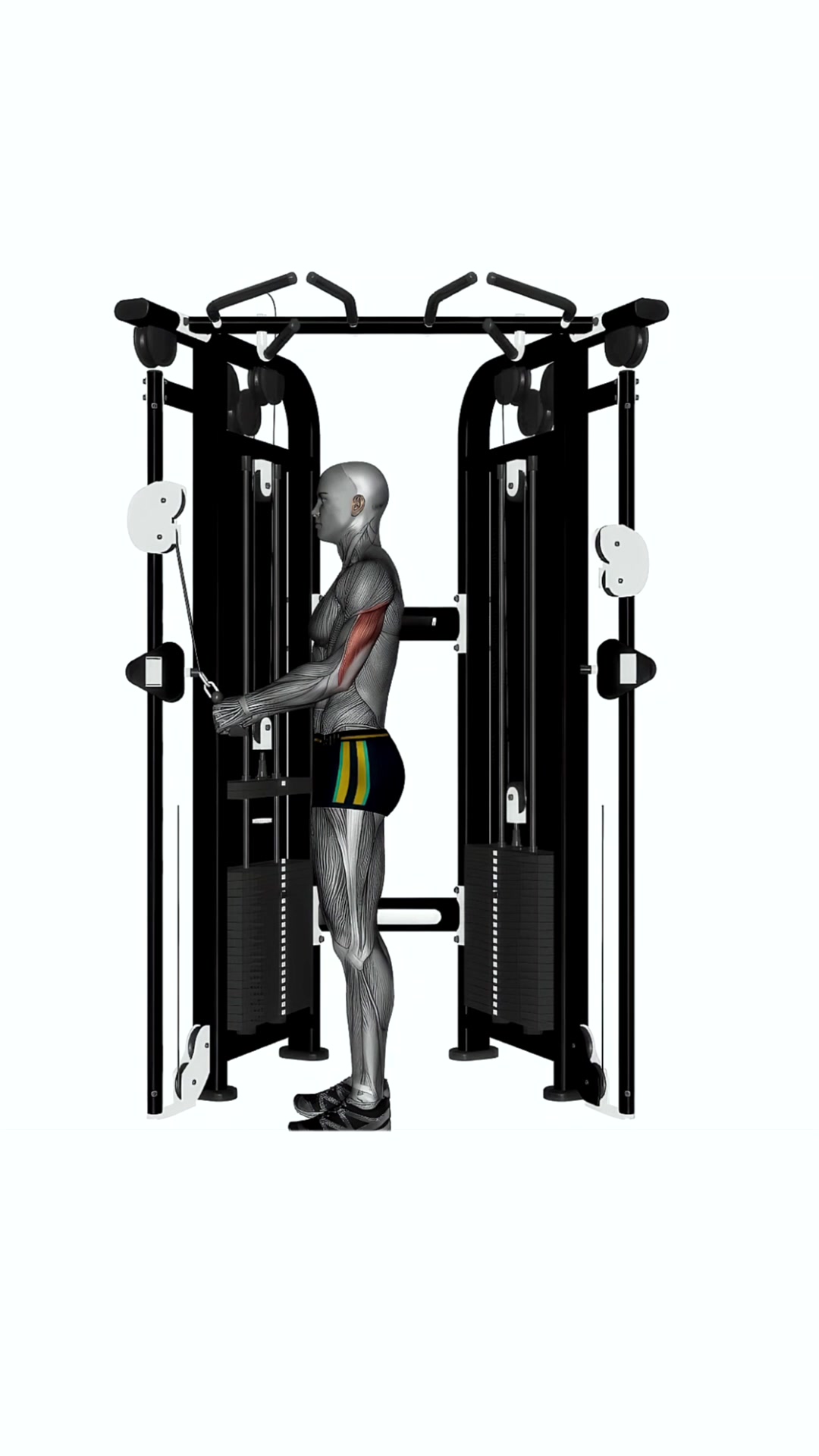 Cable Triceps Push Down V Bar