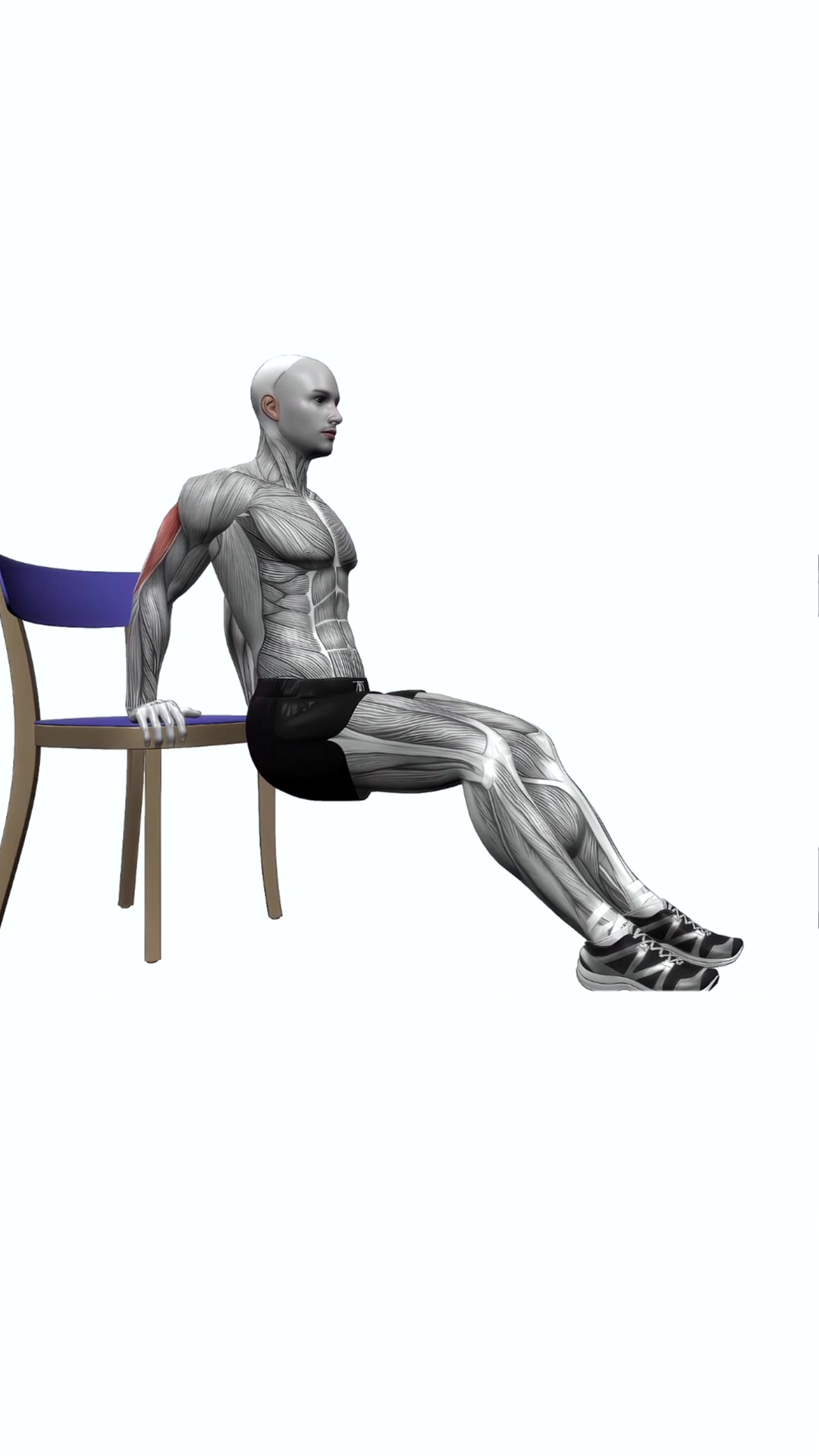 Chair Triceps Dips