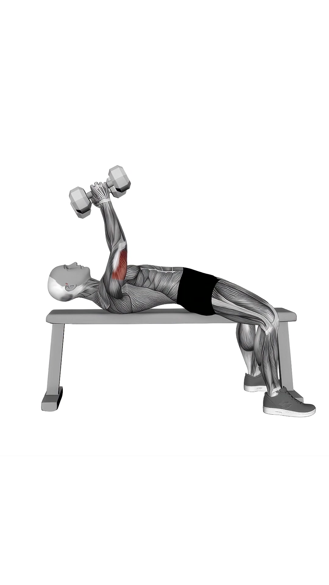 Dumbbell Lying Triceps Extension