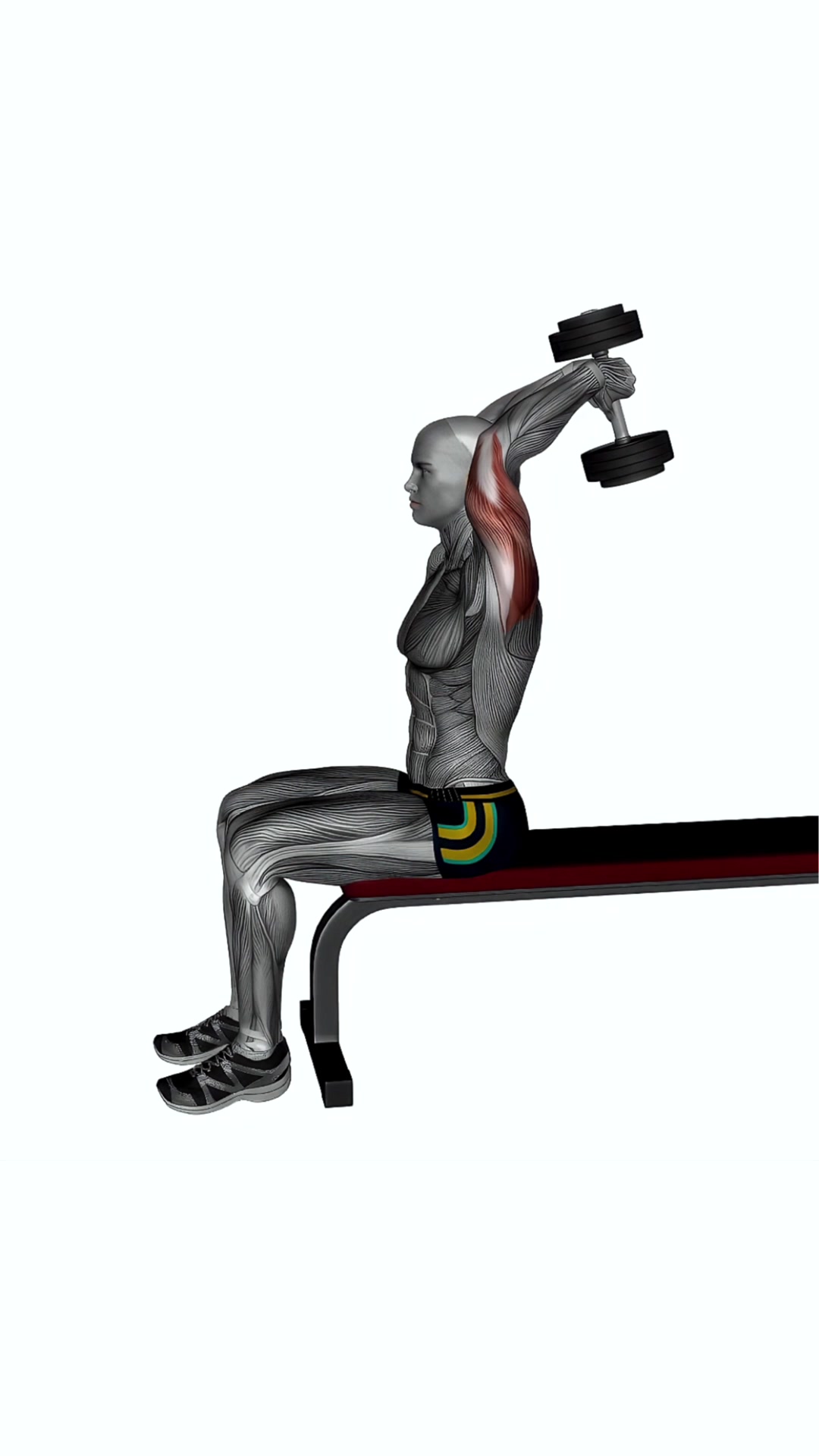 Dumbbell Overhead Extension Seated