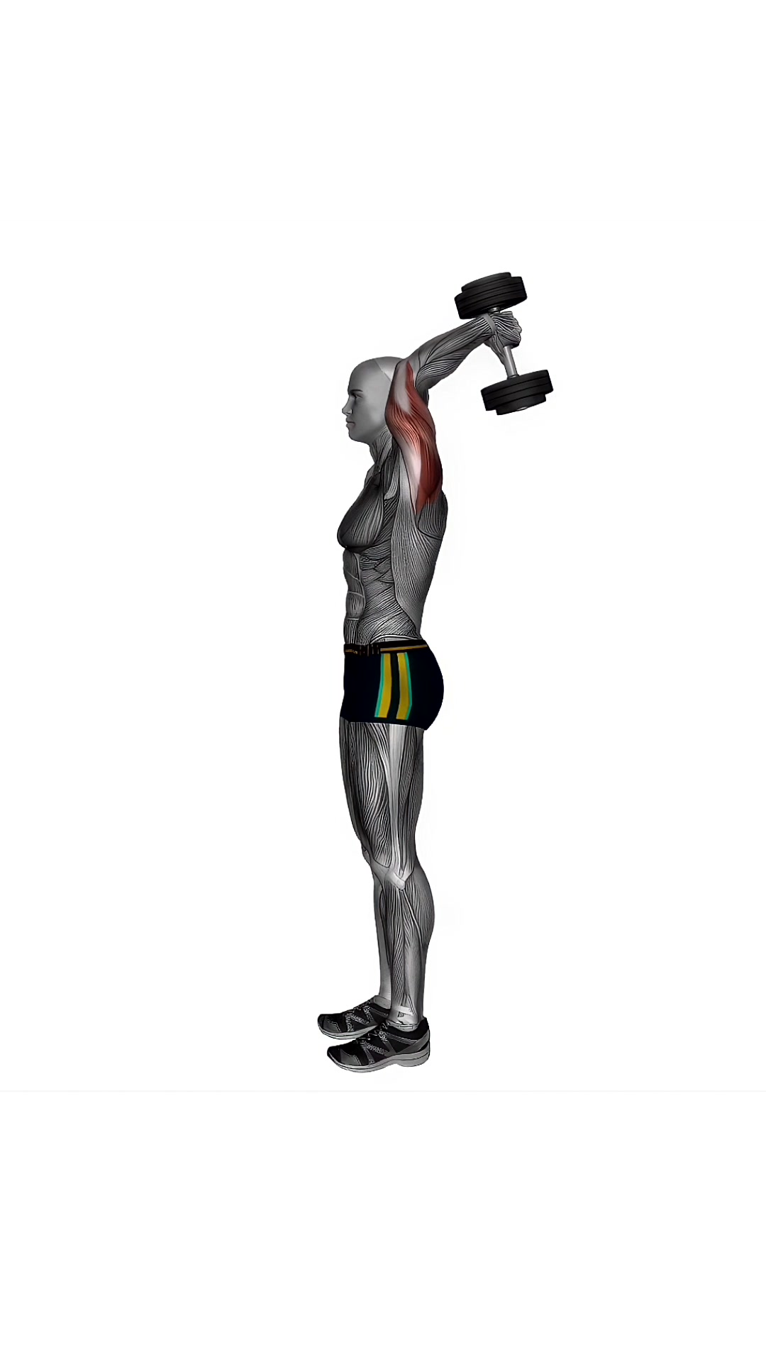 Dumbbell Overhead Extension Standing