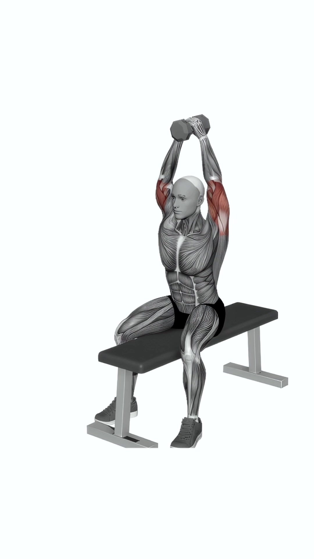 Dumbbell Seated Bench Extension