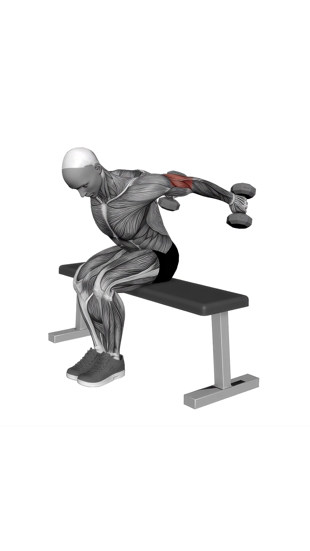 Dumbbell Seated Kickback