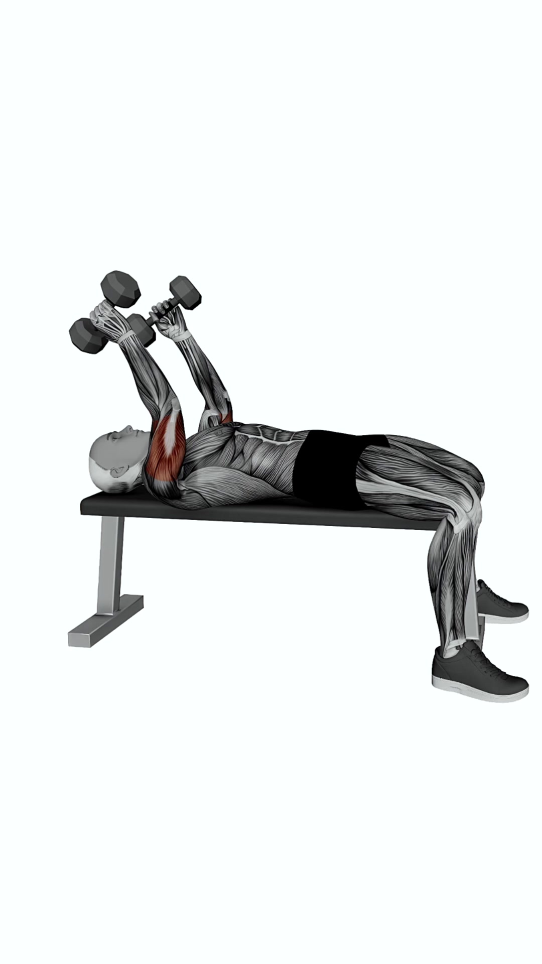 Dumbbell Skullcrusher