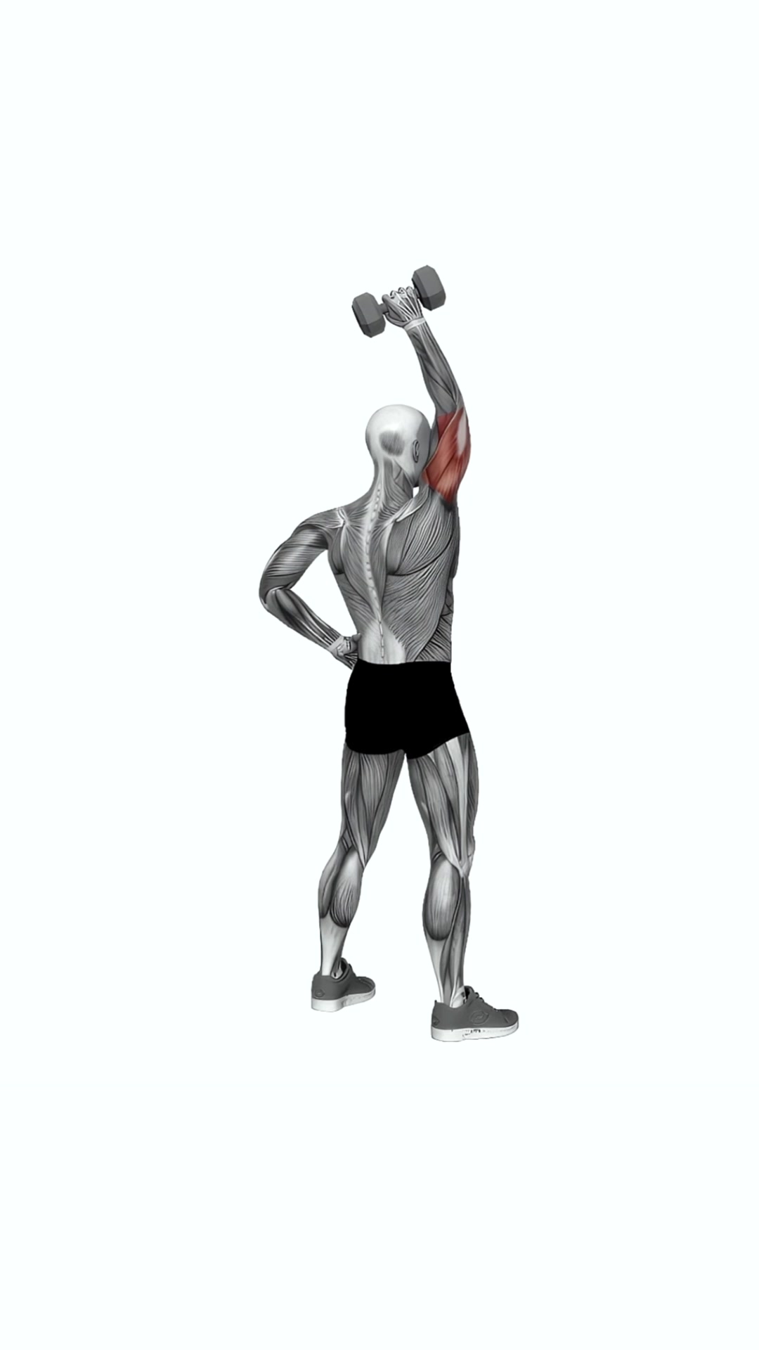 Dumbbell Standing One Arm Extension