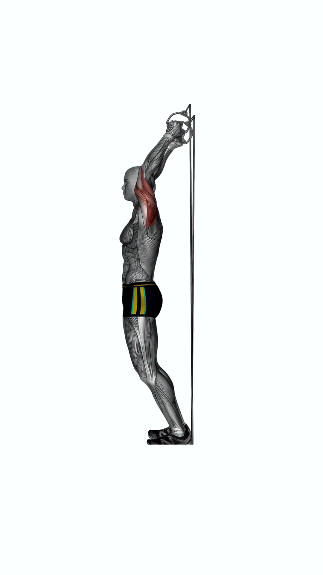 Overhead Extension Resistance Band Both Arms