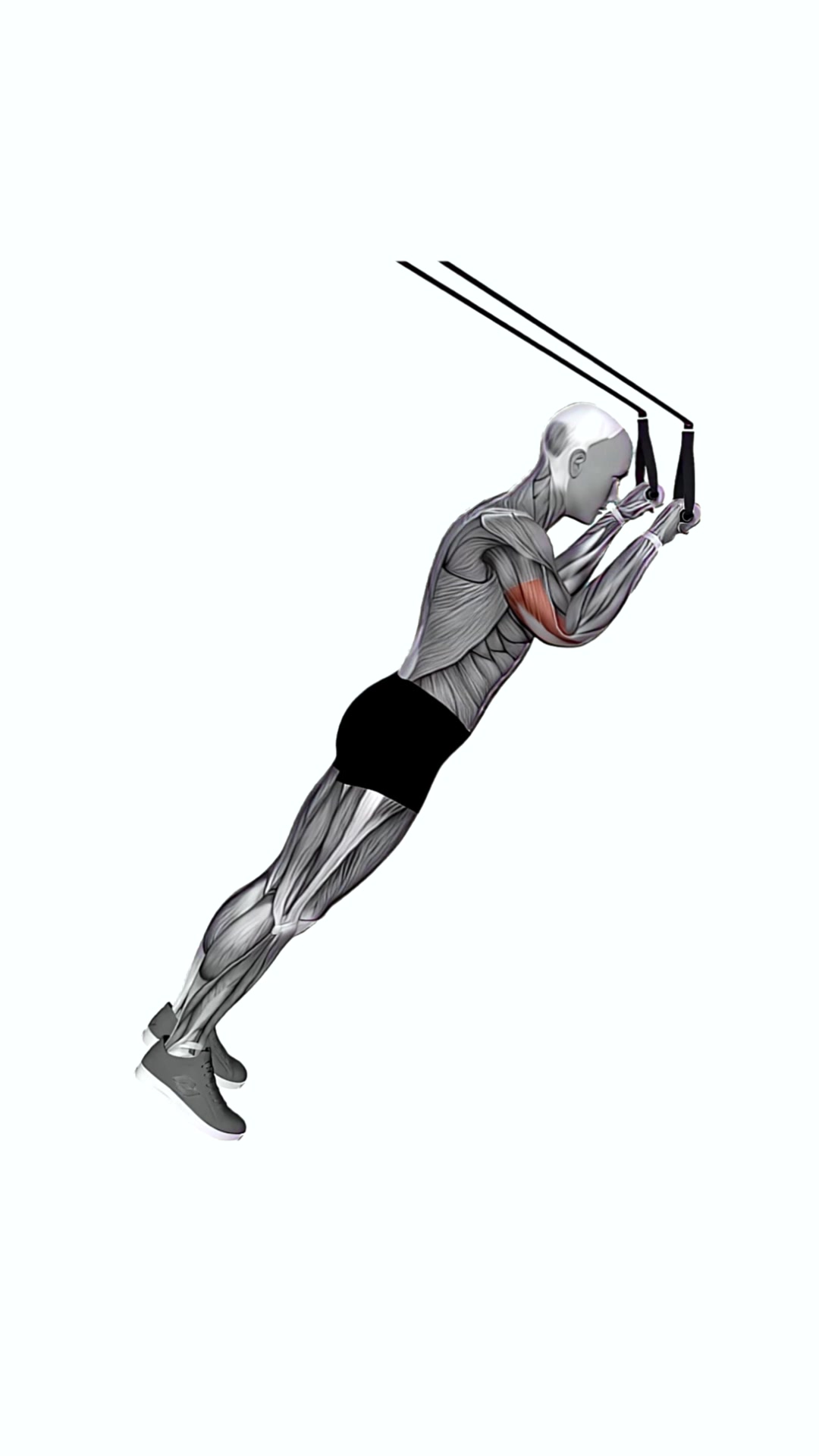 Suspension Trainer With Grips Triceps Extension