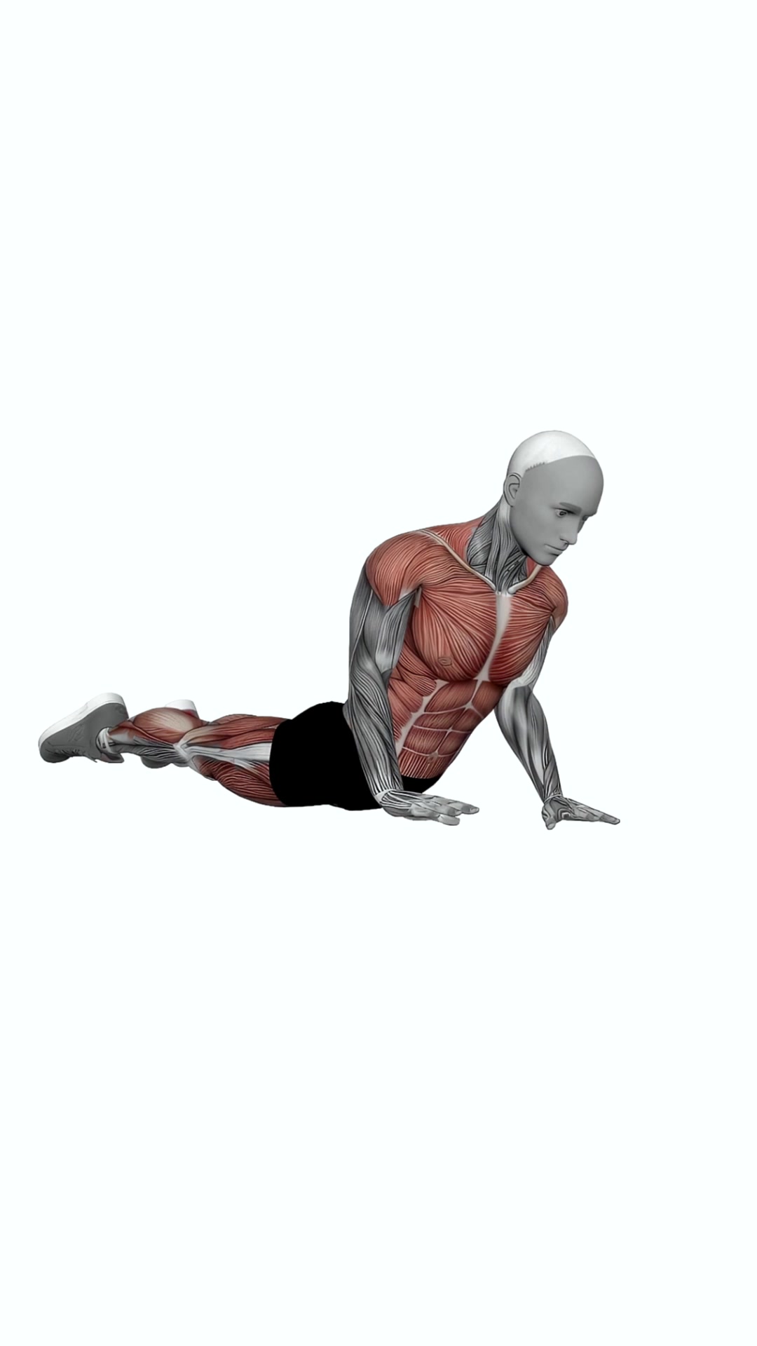 Cobra Push Up