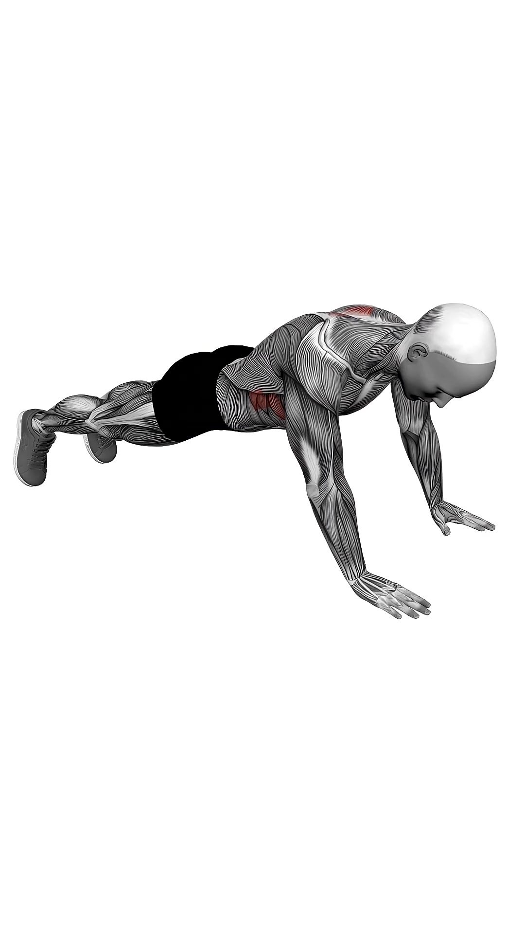 Scapula Push Up